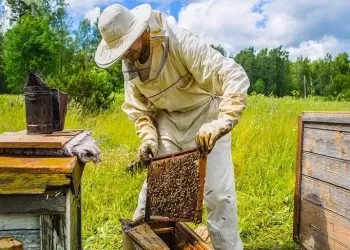 Arıcılık Nasıl Yapılır?