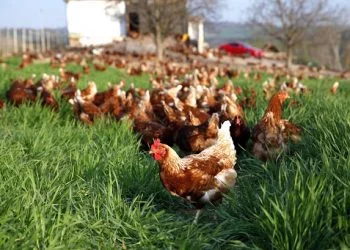 Devlet destekli tavuk çiftliği nasıl kurulur
