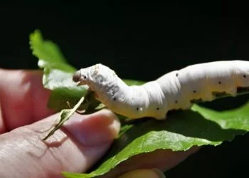 İpek Böcekçiliği ve Dut Bahçesi Tesisleri Projesi .
