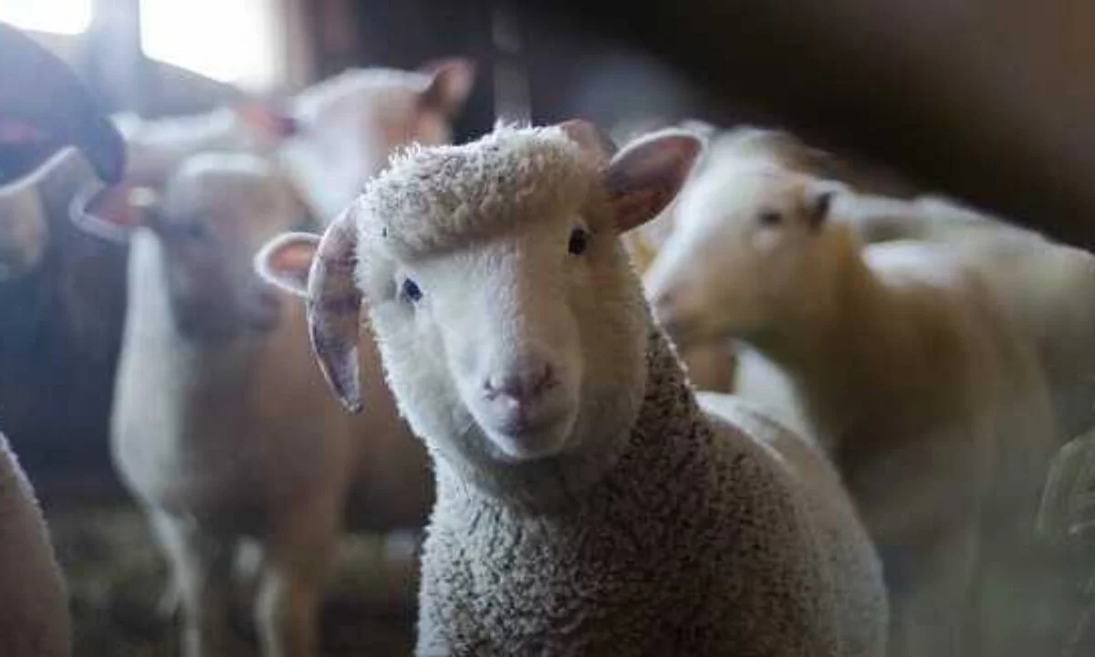 Koyun Kredisi Nasıl Alınır Şartları Nelerdir (GÜNCEL)