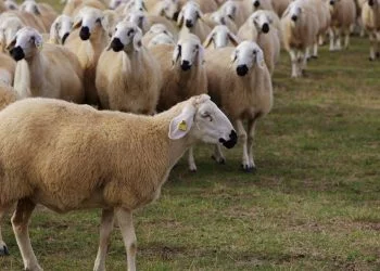 Koyun Kredisi Nasıl Alınır Şartları Nelerdir (GÜNCEL)