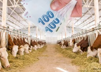 TKDK hibe hayvan kredisi nasıl alınır