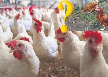 Tavuk Çiftliği Kredisi nasıl alınır