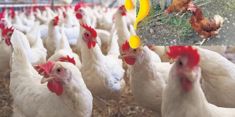 Tavuk Çiftliği Kredisi nasıl alınır