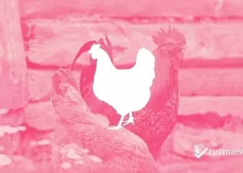 Tavuk Yetiştiriciliği