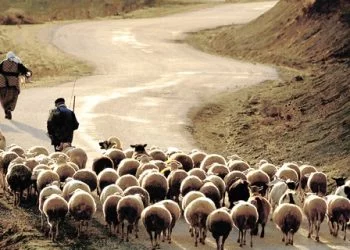 Ziraat Bankası Küçükbaş Hayvan Kredisi