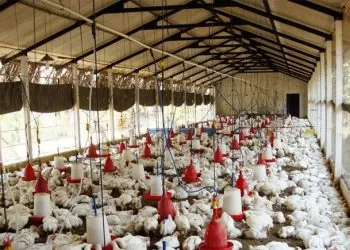 Ziraat Bankası Tavuk Çiftliği Kredisi