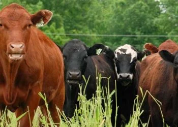 Ziraat Bankası sıfır faizli sığır yetiştiriciliği 2020 kredisi