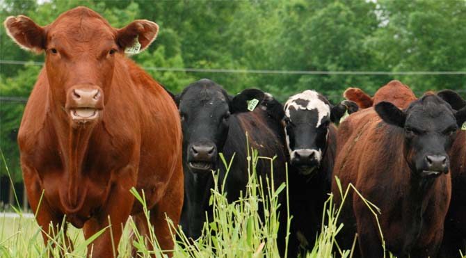 Ziraat Bankası sıfır faizli sığır yetiştiriciliği 2020 kredisi